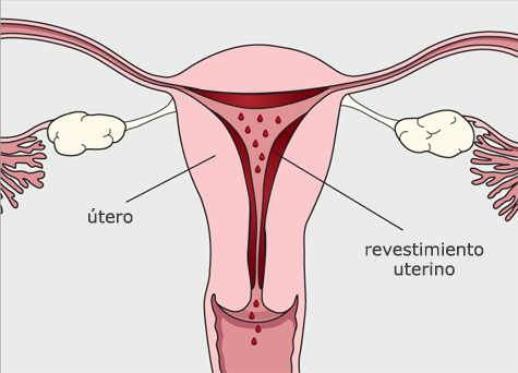 Diagrama del sistema reproductivo de la mujer. La sangre y los tejidos que recubren al útero se rompen y se expulsan del cuerpo.