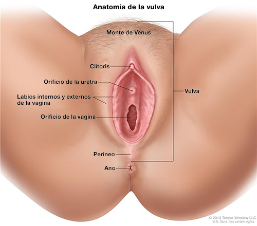 Diagrama de la vulva. Etiquetas: vulva, monte de Venus, clítoris, orificio uretral, labios internos y externos de la vagina, orificio vaginal, perineo, ano.