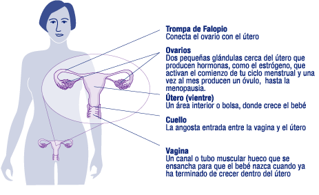 Diagrama del sistema reproductivo de la mujer