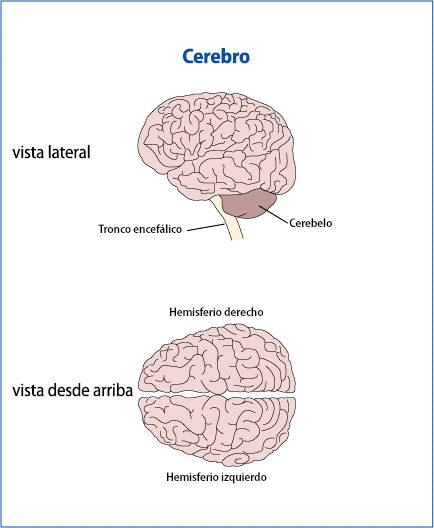 Vistas lateral y desde arriba del cerebro, con el tronco encefálico, el cerebelo y los hemisferios izquierdo y derecho.